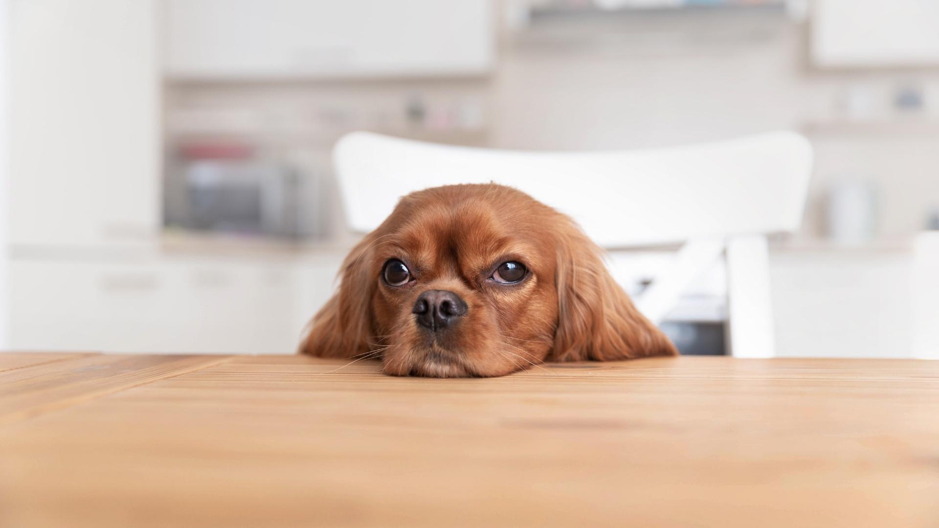 Dog at the kitchen table